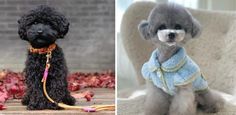 two pictures one is black and the other has a gray poodle wearing a blue coat