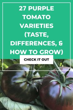 tomatoes growing on the vine with text overlay that reads 27 purple tomato varieties taste differences, and how to grow them