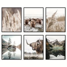 four pictures of animals in the wild with mountains and water behind them, all framed in black and white