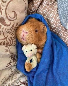 a brown and white stuffed animal wrapped in a blue blanket with a teddy bear on it's lap