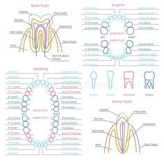 Anatomy Dental, Dental Terminology, Dental Assistant School, Dentist Assistant