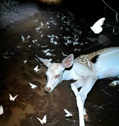 a young deer laying on the ground surrounded by white butterflies in its natural habitat at night