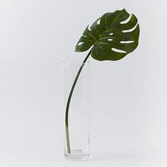 a large green leaf in a tall glass vase