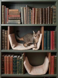 a cat sitting on top of a book shelf filled with books