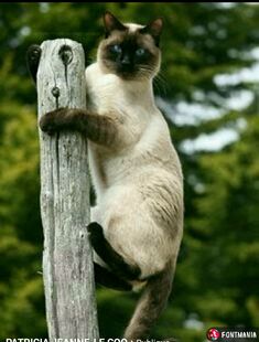 a siamese cat climbing up the side of a wooden pole with trees in the background