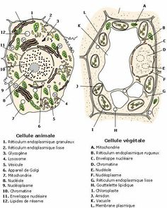 an animal cell diagram with the names and labels for each cell, labeled in green