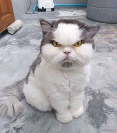 a gray and white cat with yellow eyes sitting on the floor looking at the camera