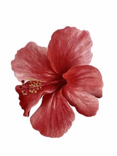 a red flower on a white background