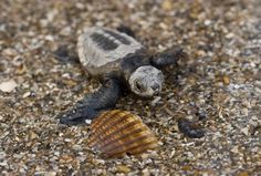 a sea turtle laying on the ground next to a shell