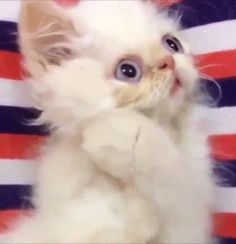 a small white kitten sitting on top of a red, white and blue striped blanket