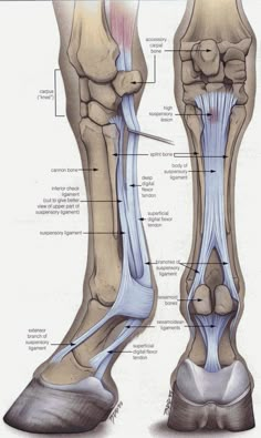 an image of the foot and ankle bones