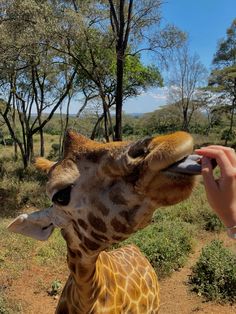 a person feeding a giraffe with its tongue out and trees in the background