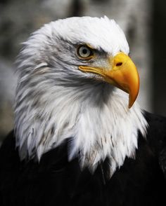 a bald eagle with an orange beak and white head