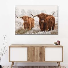 two long haired cows standing in a field