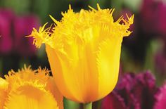 yellow tulips with purple and pink flowers in the backgrounnd, close up