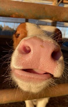 a brown and white cow sticking its tongue out