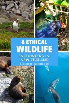 there are many different pictures with animals in the background and text that says, 8 ethnic wildlife encounters in new zealand