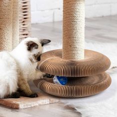 a cat playing with a toy on the floor next to some scratching posts and poles