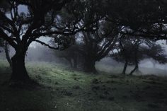 trees in the fog on a hill side