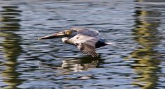 a pelican is flying over the water with its wings spread out and it's reflection in the water