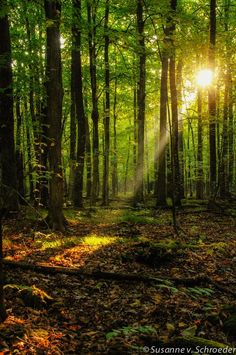 the sun is shining through the trees in the forest