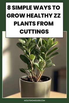 a potted plant with the words 8 simple ways to grow healthy z plants from cuttings