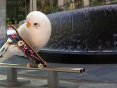 a white bird sitting on top of a skateboard in front of a fountain with water spouting from it's sides