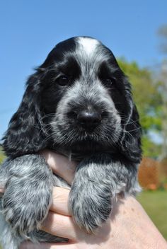 a black and white puppy is holding in his owner's hand