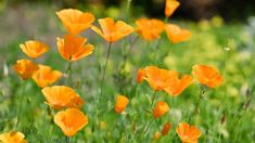 many orange flowers are growing in the grass