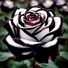 a black and white rose with red center