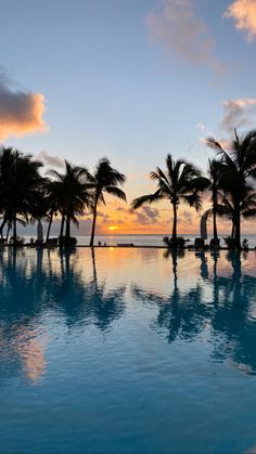 palm trees line the edge of a swimming pool at sunset