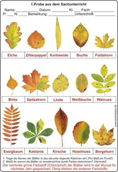 the different types of leaves are shown in this poster, which includes names and pictures