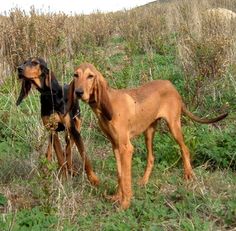 two dogs standing next to each other in the grass