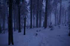 a path in the woods covered with snow and surrounded by tall trees on a foggy day