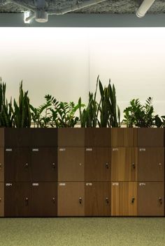 a row of wooden lockers with plants in them