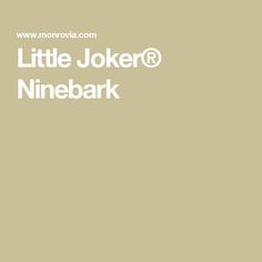 the little joker @ ninebark logo is shown in white on a beige background