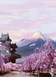 an instagram page with the image of cherry blossom trees and mountains in the background