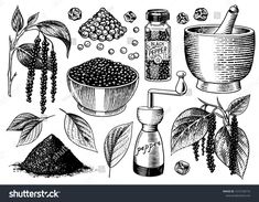 hand drawn illustration of spices and herbs