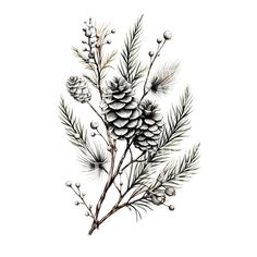 an ink drawing of pine cones and needles on a branch with snowflakes in the background