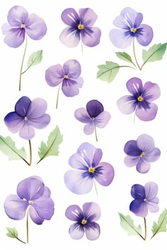 purple flowers with green leaves on white background