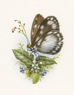 a drawing of a butterfly sitting on top of a plant with blue and white flowers