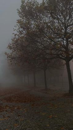 trees in the middle of a park on a foggy day