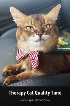 Therapy cat in car after visiting a hospital Pet Day