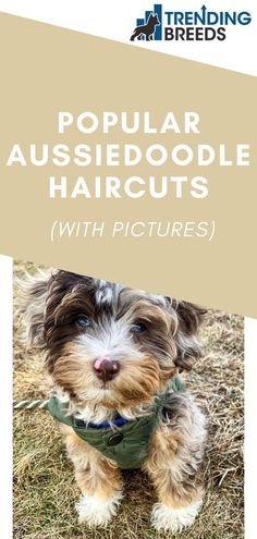 a brown and white dog sitting in the grass with text overlay that reads popular aussiedoodle haircuts with pictures