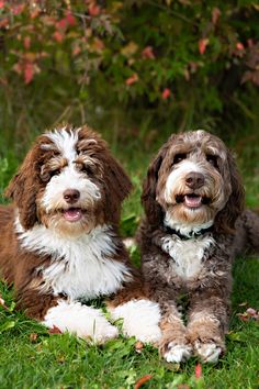 two brown and white dogs laying in the grass