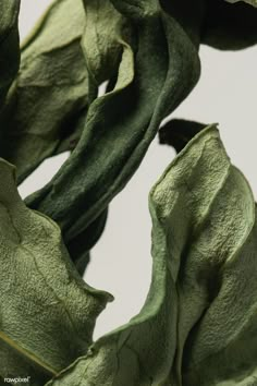 some green leaves are hanging from a branch