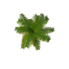 a palm tree is shown against a white background