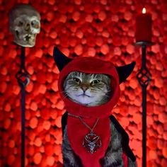 a cat wearing a red devil costume next to a candle and skulls on the wall