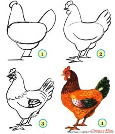 how to draw a chicken step by step instructions for kids and beginners with pictures