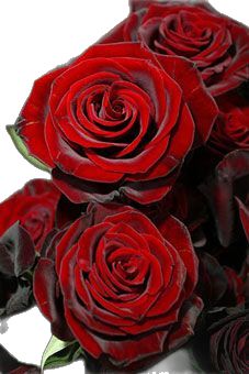 Black Magic Roses, Magic Rose, Coming Up Roses, Hybrid Tea Roses, Flowers Wallpaper, Beautiful Rose Flowers, Love Rose, Rose Garden, Black Magic